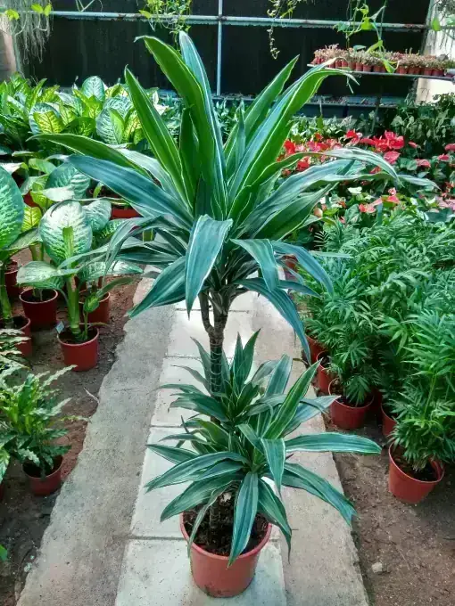 Dracaena Warneckii